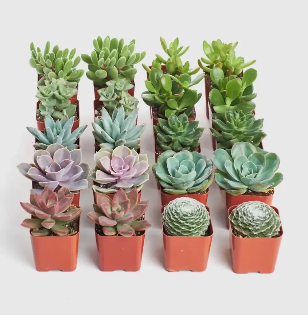 20 types of secure and plants