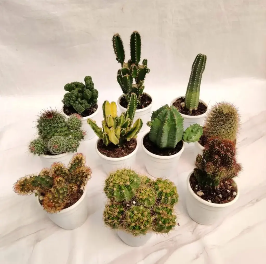 10 types of cactus