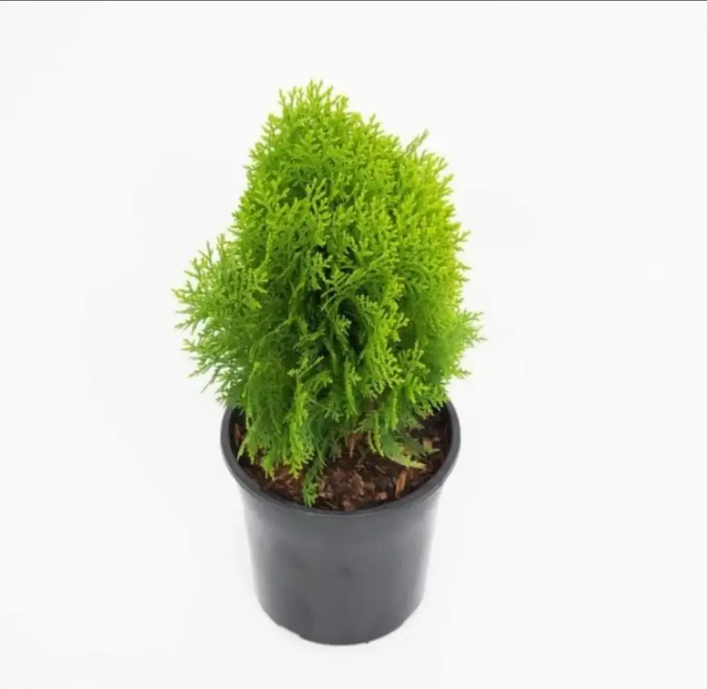 Gim Jack Galaxy Live Beautiful Green Jhau Platycladus Morpankhi Plant (Pack Of 1) Live Plant For Gardening and Indoor Ornamental Plant With Pot