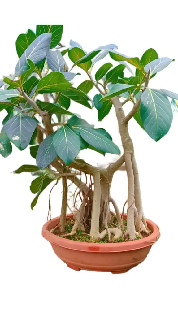 Banyan tree bonsai