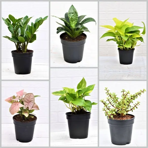 Top air purifier plants pack of 6 plants 25%off