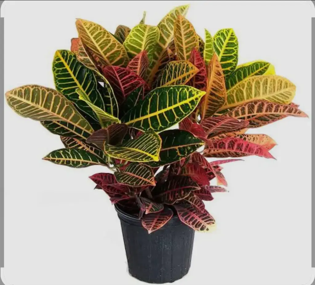 Petrol croton