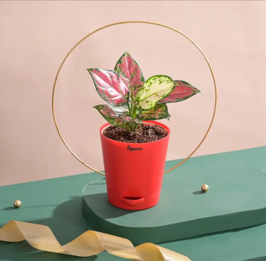 Aglonima plant   with self watering  pot