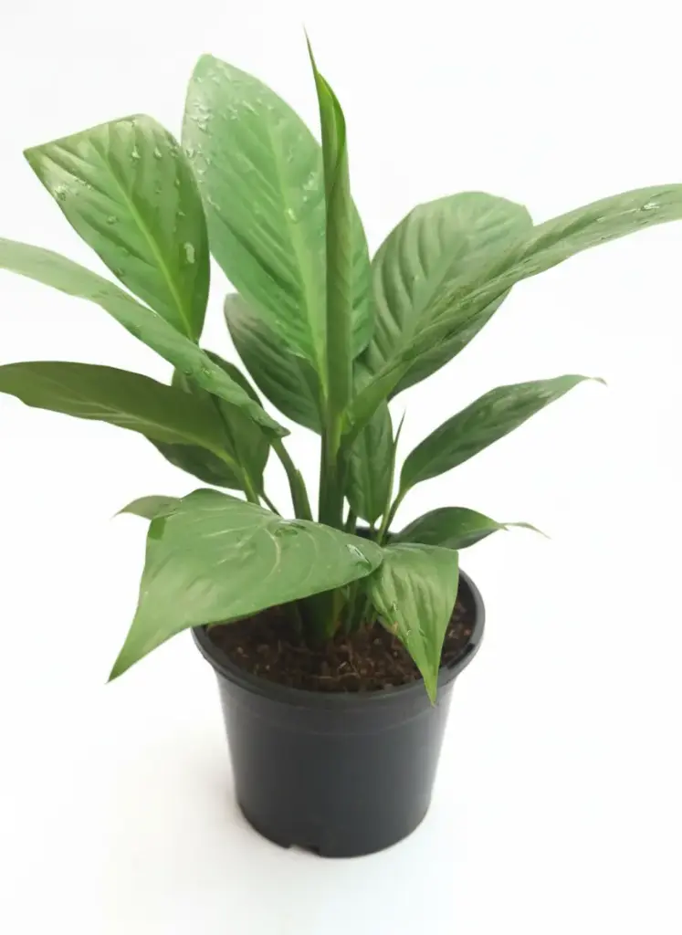Peace Lily
