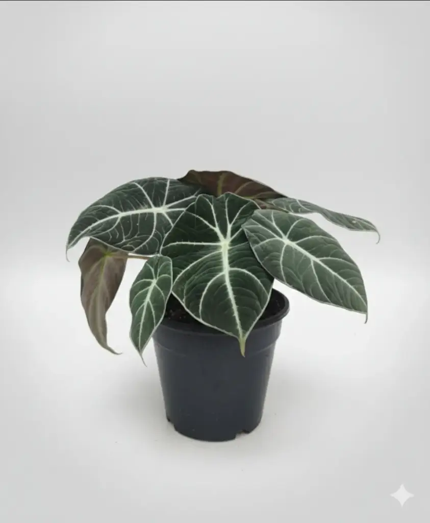 Alocasia reginula