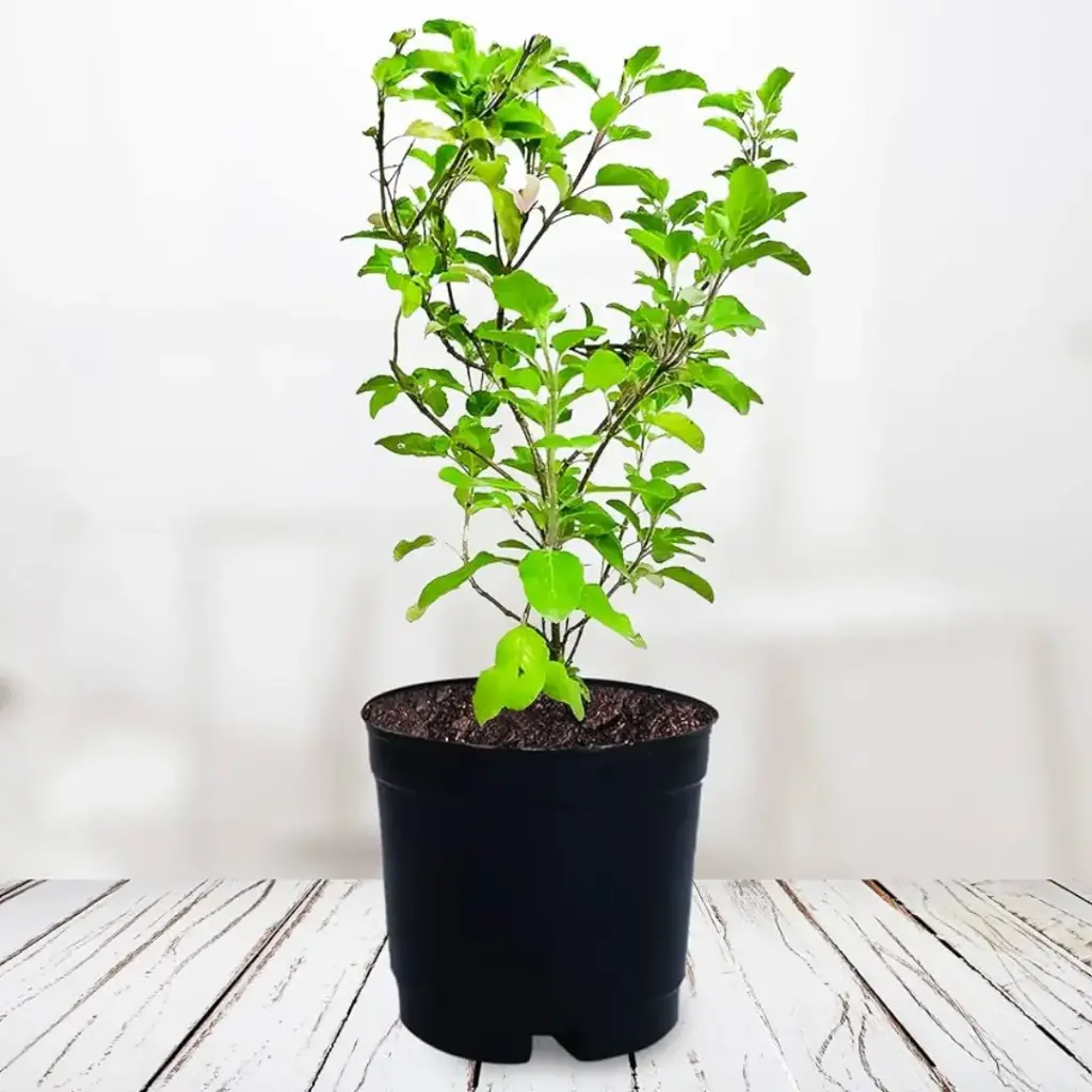 Tulsi plant
