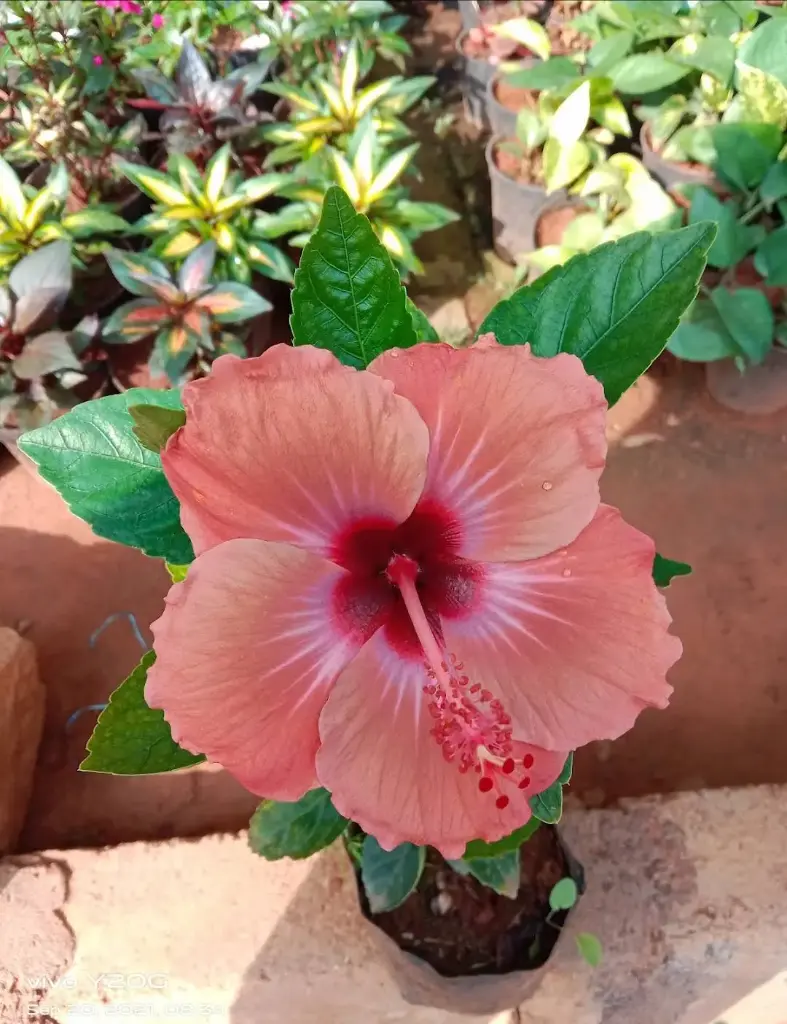 Hibiscus