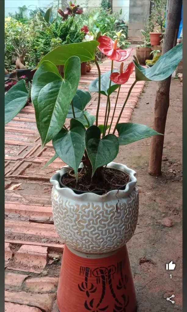 Anthorium with ceramic pot