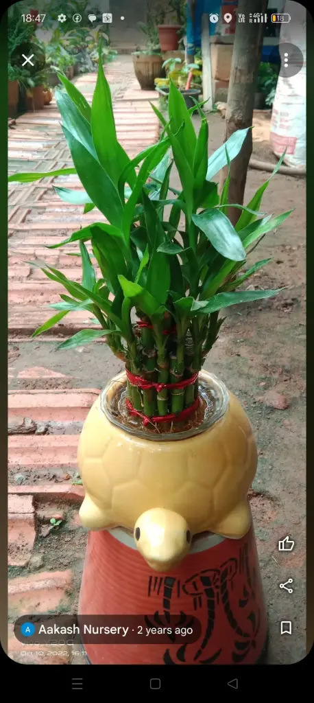 Lucky Bambu with ceramic bowl